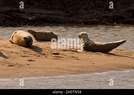 Gemeine/Hafenrobben wurden an Sandbänken ausgezogen und genossen die Sonne im Titchwell Marsh Nature Reserve an der Norfolk-Küste, England, Großbritannien Stockfoto