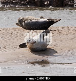 Gemeine/Hafenrobben wurden an Sandbänken ausgezogen und genossen die Sonne im Titchwell Marsh Nature Reserve an der Norfolk-Küste, England, Großbritannien Stockfoto
