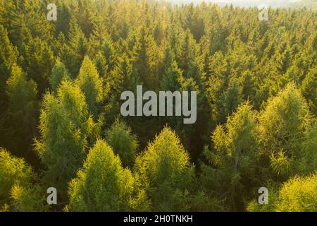 Luftaufnahme der Baumkronen des jungen dichten Waldes bei Sonnenlicht. Stockfoto