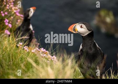 Papageitaucher auf einer grasbewachsenen Klippe über dem Meer mit einem weiteren Papageitaucher im Hintergrund Stockfoto