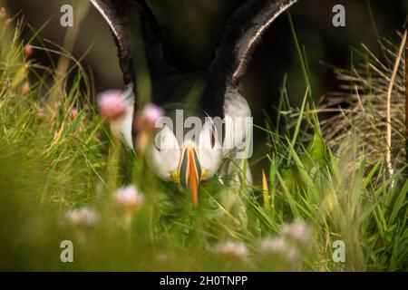 Puffin landet auf einer grasbewachsenen Klippe mit Flügeln über dem Kopf Stockfoto