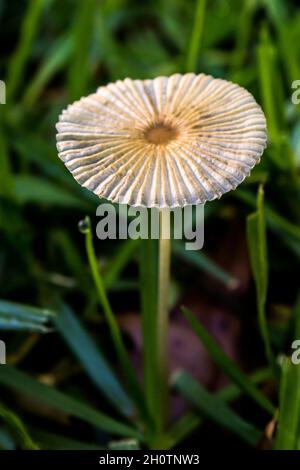 Am frühen Morgen wächst auf einem Rasen ein zarter Faltenmütze, Coprinus plicatilis, auch bekannt als kleiner japanischer Regenschirm Stockfoto