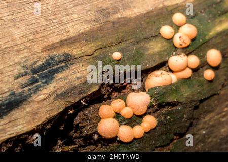 Orangefarbene Kugeln aus Lycogala epidendrum, allgemein bekannt als Wolfmilch, eine Art Schleimform Amoeba, die häufig für einen Pilz gehalten wird Stockfoto