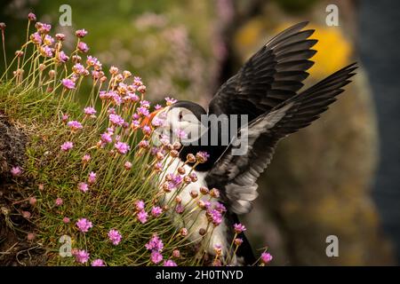 Puffin landet auf einer mit Sparsamkeit bedeckten Klippe Stockfoto