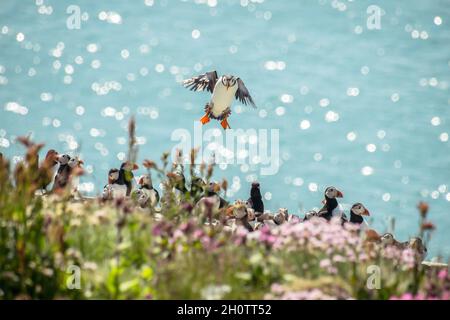 Puffin kommt herbei, um auf einer mit Sparsamkeit bedeckten Klippe mit mehr Papageitauchern vor einem glitzernden blauen Ozean zu landen Stockfoto