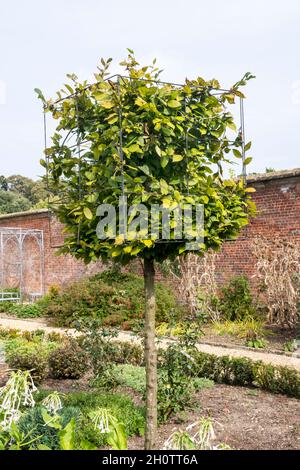 Viereckiger Hainbuche-Baum, Carpinus betulus. Stockfoto