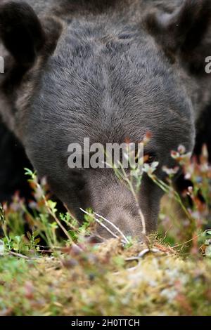 Erwachsener männlicher Braunbär im Wald. Braunbärenporträt. Stockfoto