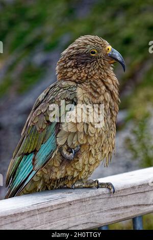 kea-Vogel; Papageienfamilie, bunt, Nahaufnahme; intelligent, Verspielt, groß, alpin, Nestor notabilis, Wildtiere; Animal, Südinsel, Neuseeland Stockfoto