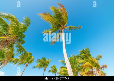 Blauer Himmel über Kokospalmen in Smathers Beach, Key West. Florida, USA Stockfoto