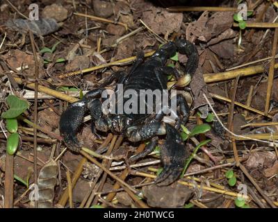 Indian Forest Scorpion ( Heterometrus swammerdami ) - ein schwarzer, großer, giftiger Skorpion aus Indien Stockfoto