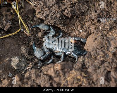 Indian Forest Scorpion ( Heterometrus swammerdami ) - ein schwarzer, großer, giftiger Skorpion aus Indien Stockfoto