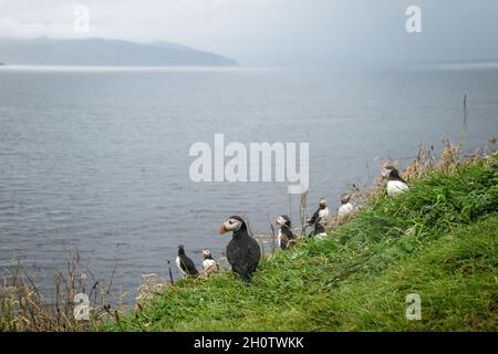 Eine Gruppe Papageitaucher stand auf einer grasbewachsenen Klippe vor dem Ozean und eine andere Insel im Hintergrund Stockfoto