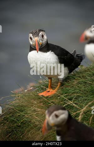 Puffin mit einem ungewöhnlichen gesprenkelten Gesicht stand auf einer grasbewachsenen Felskante Stockfoto
