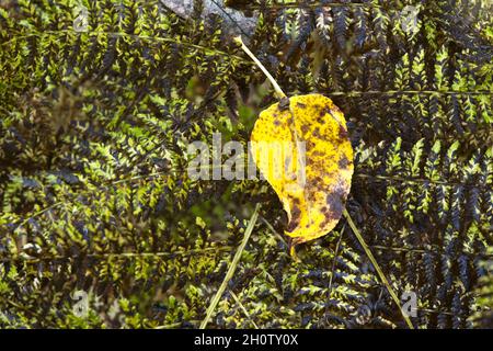 Ein gelbes Blatt ruht im Herbst auf einem bräunenden Farn in Nord-Idaho. Stockfoto