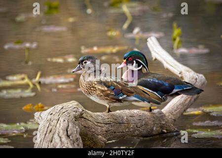 Ein Paar aus Holzente thront auf einem gefallenen Stück Totholz in Coeur d'Alene, Idaho. Stockfoto