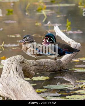 Ein Paar aus Holzente thront auf einem gefallenen Stück Totholz in Coeur d'Alene, Idaho. Stockfoto