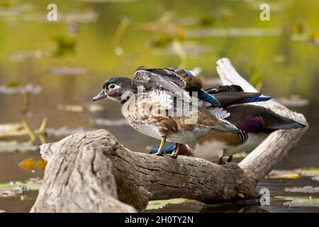 Weibliche Holzente, die auf einem gefallenen Totholz thront, schlägt ihre Flügel in Coeur d'Alene, Idaho. Stockfoto