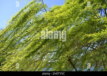 Nahaufnahme des Trauerweidenhimmels, das von der Sonne beleuchtet und vom starken Wind am blauen Himmel gebeugt wird. Stockfoto