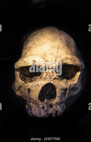 Fossil eines Homo heidelbergensis. Heidelberg man ist der Name einer Reihe von menschlichen fossilen Überresten, die älter sind als Fossilien von Neandertalern Stockfoto