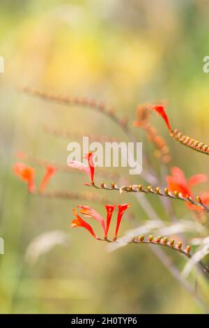 Leuchtend orange Crocosmia blüht im frühen Herbst Stockfoto