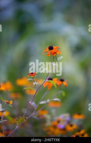 Im Herbst wachsen in einem englischen Landgarten reiche Orangenblüten Stockfoto