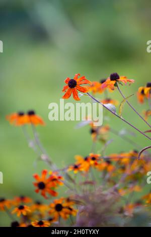 Im Herbst wachsen in einem englischen Landgarten reiche Orangenblüten Stockfoto