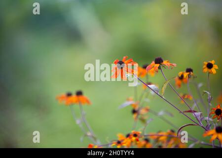 Im Herbst wachsen in einem englischen Landgarten reiche Orangenblüten Stockfoto