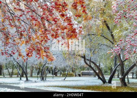 Erster Schneefall im bunten Herbst Stadtpark - Spätherbst Landschaft. Rowan-Baum-Zweig mit roten Beeren und goldenem Laub im Vordergrund. Wunderbarer Scen Stockfoto