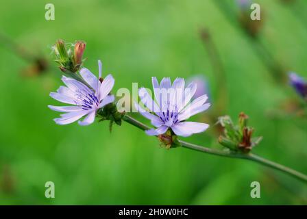 Zichorienblüte aus nächster Nähe Stockfoto