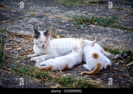 Die Katze stillt ihre Kätzchen in einem Garten Stockfoto