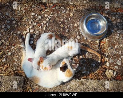 Mutter Katze stillt ihre Kätzchen von oben gesehen Stockfoto