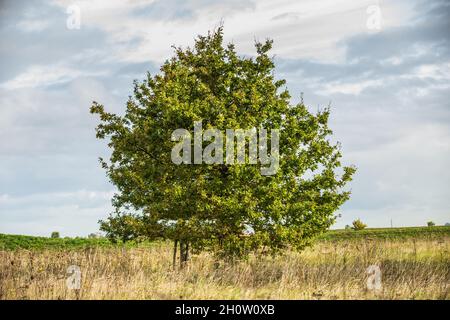 Einsame Pedunculate Eiche, Quercus robur, in sonniger Naturlandschaft vor blauem Hintergrund Himmel mit Schleierwolken Stockfoto