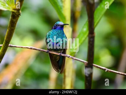 Ein Kolibri mit funkelnden Geilchen (Colibri coruscans), der auf einem Ast thront. Cuzco, Peru, Südamerika. Stockfoto