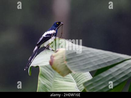 Ein Elster-Tanager (Cissopis leverianus) mit Nestmaterial. Cuzco, Peru, Südamerika. Stockfoto