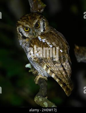 Eine tropische Screech-Owl (Megascops choliba), die nachts auf einem Baum thront. Cuzco, Peru, Südamerika. Stockfoto