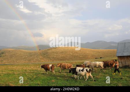 Ein Hirte mit seinem Vieh im wunderschönen Cindrelul Paltinis, in der Nähe von Sibiu, Siebenbürgen, Rumänien Stockfoto