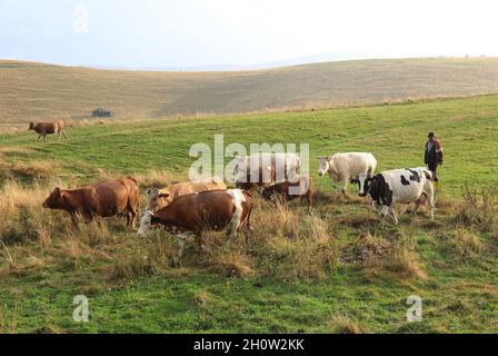 Ein Hirte mit seinem Vieh im wunderschönen Cindrelul Paltinis, in der Nähe von Sibiu, Siebenbürgen, Rumänien Stockfoto