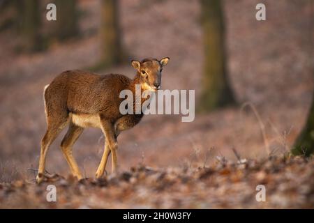 Weibliche Mufflons beim Spaziergang im Wald bei herbstlichem Sonnenlicht Stockfoto