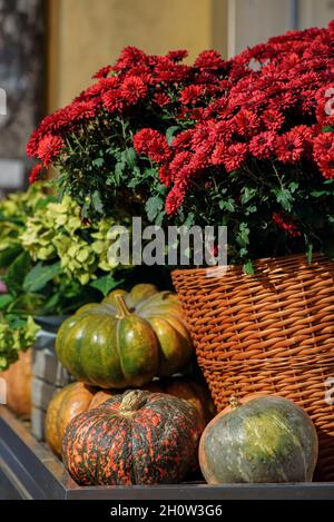 Festliche Dekoration mit Kürbissen und Chrysanthemen Blumen in der Nähe von Blumenladen auf der Straße in der europäischen Stadt. Herbstkomposition für Halloween, Thanksgiving Stockfoto