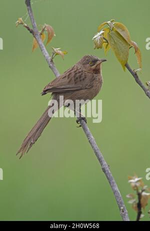 Gestreifte Babbler (Argya earlei earlei) auf dem dünnen Zweig Koshi Tappu, Nepal Januar Stockfoto