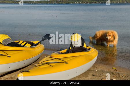 Gelbe Kajaks und nasser Hund mit goldenem Haar am sandigen Wilkins Beach an der Kempenfelt Bay Barrie Canada Stockfoto