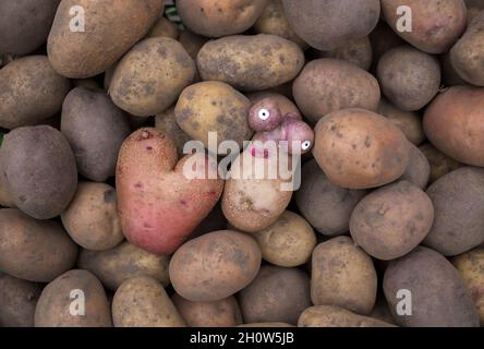 Zwei nicht-Standard-Kartoffeln - in Form eines Herzens und in Form eines lustigen hässlichen Kopfes - vor dem Hintergrund vieler gewöhnlicher frisch gegrabener Kartoffel Stockfoto