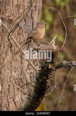 Gestreifte Babbler (Argya earlei earlei), die auf dem toten Zweig Koshi Tappu in Nepal thront Januar Stockfoto