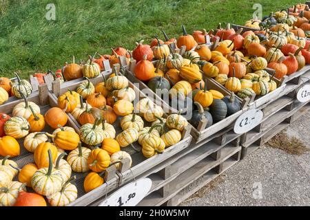 Kürbisse zum Verkauf auf einem Bauernmarkt im Herbst. Verschiedene Arten, Größen und Sorten von Kürbissen in Holzkisten mit Preisschildern. Stockfoto