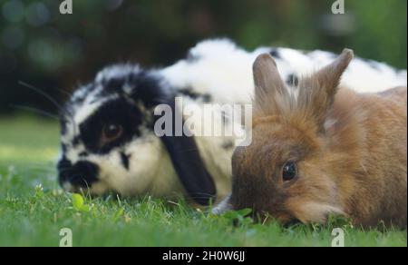 Zwei glückliche Zwergkaninchen auf Wiese, die Gras fressen Stockfoto