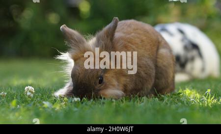 Brauner Löwenkopf-Zwergkaninchen auf Wiese, der Gras frisst Stockfoto