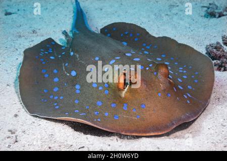 Kuhls blau gefleckter Stachelrochen auf Sand Stockfoto