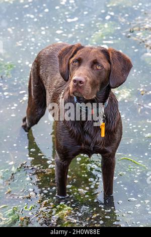 Labradinger oder springerdor Springador Retriever Hund. Cross-Bred springer Spaniel mit labrador Retriever, Gundogs, Schießen, Hund für den Sport zu holen. Stockfoto