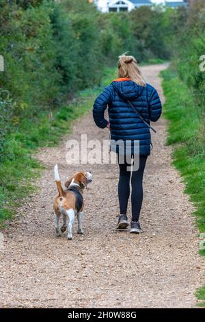 Frau, die ihren Hund allein auf einer Landstraße läuft. Frau, die einen Beagle-Hund auf einem Pfad oder öffentlichen Fußweg auf dem Land führt. Stockfoto