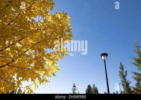 Goldgelbe Blätter auf Baum im Herbst mit schwarzem Lampenpfosten gegen einen blauen Himmel Stockfoto